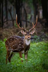 Naklejka na ściany i meble Young spotted deer standing in a forest setting, looking alertly into the distance