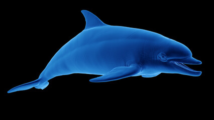 3d illustration of a dolphin