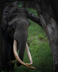 Elephant with long tusks strides through lush grass in a natural landscape featuring tall trees