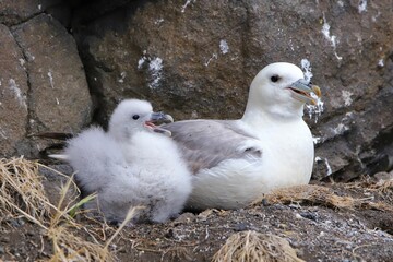 Mother albatross with its chick © Murray Wilson/Wirestock Creators
