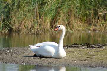 Closeup of white swan sitting with lake around