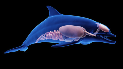 3D rendered illustration of a dolphin's internal organs
