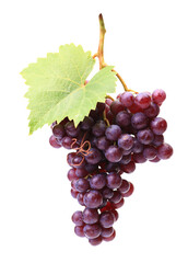 Bunch grape isolated 