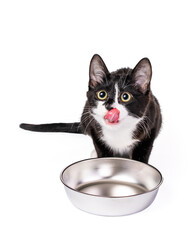 Hungry kitten licking his lips with food dish isolated on white - 594010000
