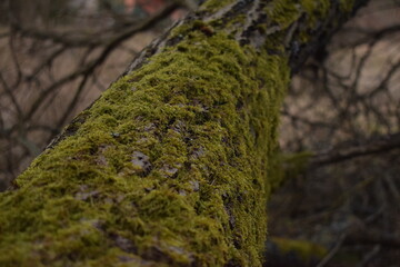 moss on tree