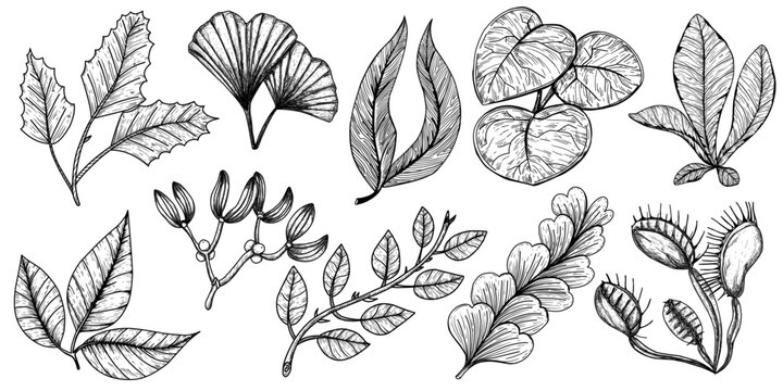 Hand drawn leaves various plants .Graphic botanical illustration style natural sciences and illustrations