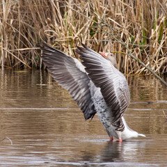 Grey goose on a lake