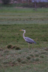 heron in the fields