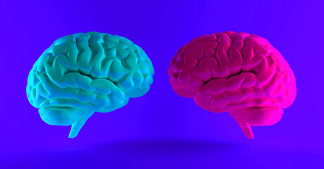 Blue brain and pink brain with heart symbol. Male and female brain. 