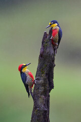 Yellow-fronted Woodpecker