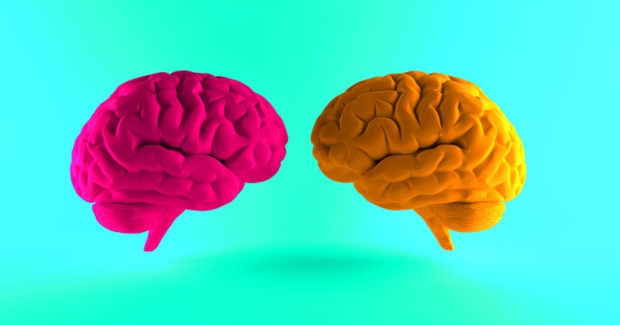 Pink brain and orange brain with heart symbol. Male and female brain. 