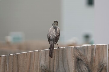 brown bird on fence