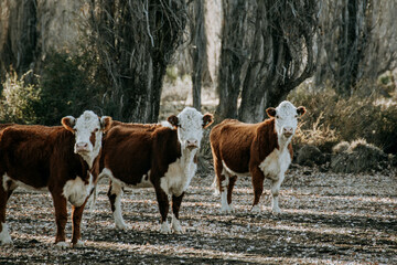 vaca patagonica