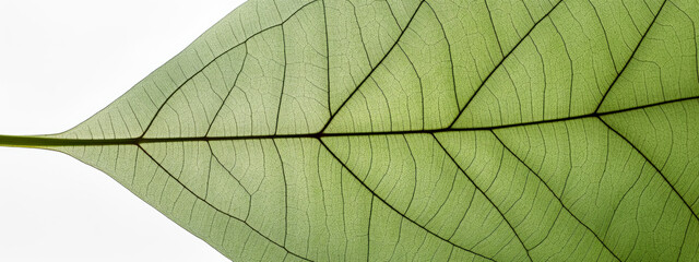 Fototapeta na wymiar A close-up of a green leaf pattern with veins. Generative Ai.