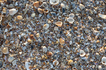 Shells, shells and more shells
