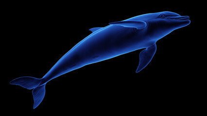 3d illustration of a dolphin