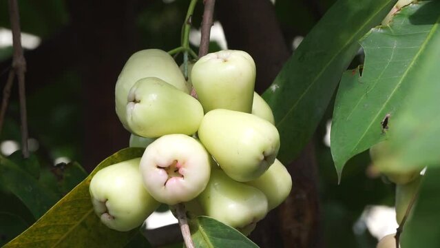 Syzygium aqueum (watery rose apple, water apple, bell fruit, jambu air) fruits on the tree. The fruit has a very mild and slightly sweet taste similar to apples, and a crisp watery texture.