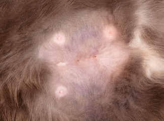 Scar on the skin of a cat. Sterilization.