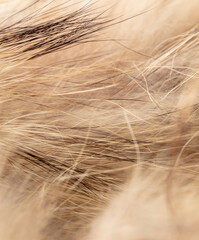 Animal fur as an abstract background. Macro