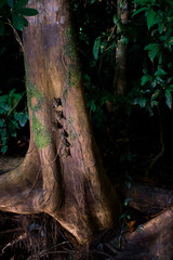 Long-nosed Bats near river bank