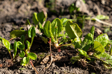 Organic farming in the garden. On the ground, in the garden, green sorrel sprouts sprout.