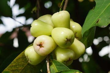 Syzygium aqueum (watery rose apple, water apple, bell fruit, jambu air) fruits on the tree. The fruit has a very mild and slightly sweet taste similar to apples, and a crisp watery texture.