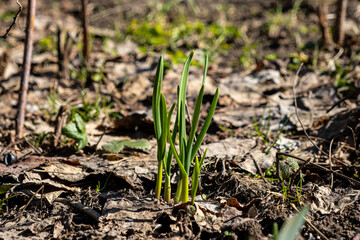 Organic farming in the garden. On the ground, in the garden, green sprouts of garlic sprout.