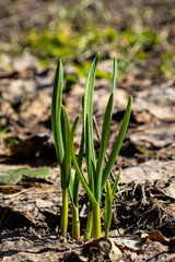 Organic farming in the garden. On the ground, in the garden, green sprouts of garlic sprout.