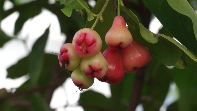 Syzygium aqueum (watery rose apple, water apple, bell fruit, jambu air) fruits on the tree. The fruit has a very mild and slightly sweet taste similar to apples, and a crisp watery texture.