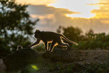 Wild macaque monkey on the rock in tropical island Koh Phangan during sunset, Thailand