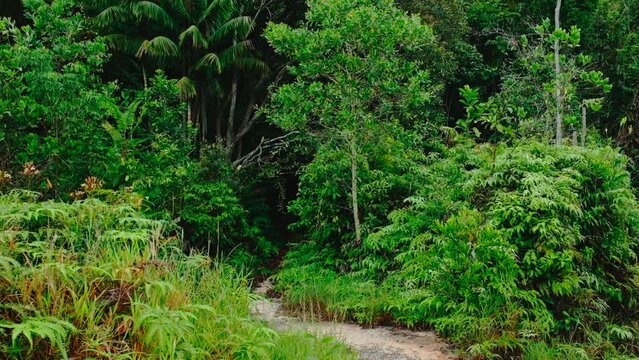 hiking, trekking in the Borneo rainforest jungle Brunei Sungai Liang Tutong