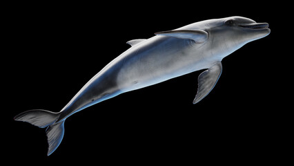 3d illustration of a dolphin