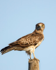 Short-toed snake eagle or Circaetus gallicus sitting position in Dadia forest Evros Greece, isolated, blue sky background