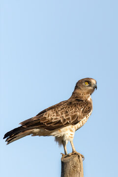 Short-toed snake eagle or Circaetus gallicus sitting position in Dadia forest Evros Greece, isolated, blue sky background