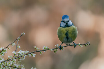 Eurasian Blue Tit (Cyanistes caeruleus) on a branch with white flowers (Prunus spinosa) in the forest of Noord Brabant in the Netherlands.               