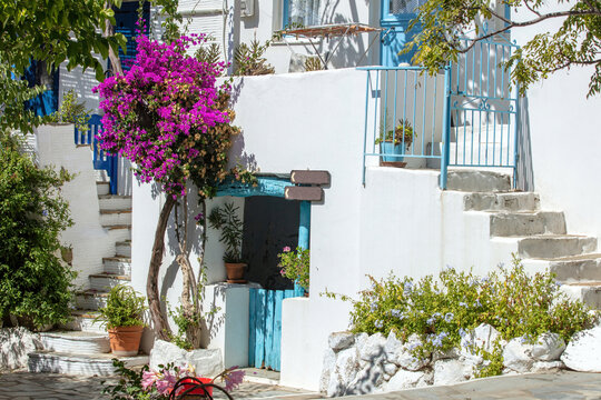 Tinos island Greece. Cycladic architecture at Volax village. Paved alley, pink bougainvillea