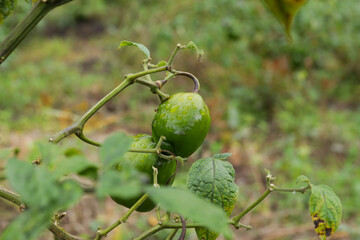Photograph of the rocoto plant with green rocoto fruits. Concept of plants, food and nature.