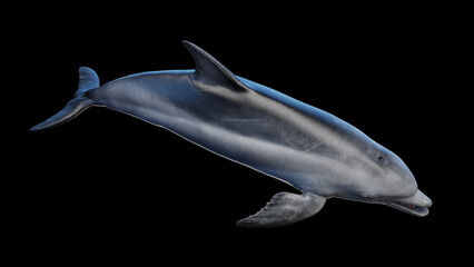 3d illustration of a dolphin