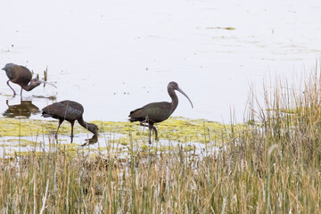 Birds perched on the ground by water