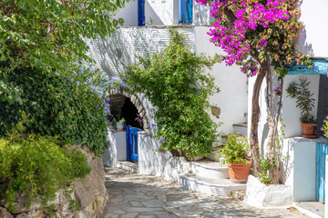 Tinos island Greece. Cycladic architecture at Volax village. Paved alley, pink bougainvillea