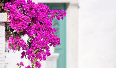 Greek island Greece. Cycladic architecture. Pink bougainvillea, white walls, sunny day