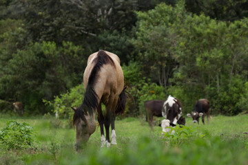 Photograph of horse and cows in a green field. Concept of animal life, farms and nature.