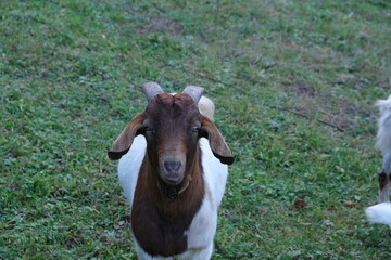 Goat standing on green grass stares into camera