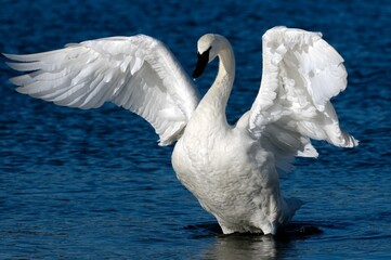 Close-up of a graceful trumpeter swan with wide open wings on the lake - Powered by Adobe