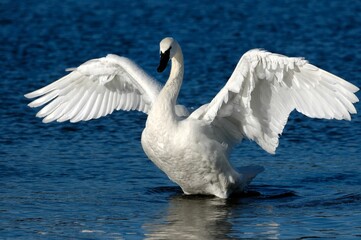 Close-up of a graceful trumpeter swan with wide open wings on the lake - obrazy, fototapety, plakaty