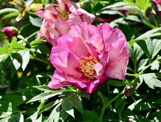 Closeup of a pink Garden Peony on a sunny day