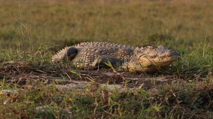 Crocodile in Africa - African Safari