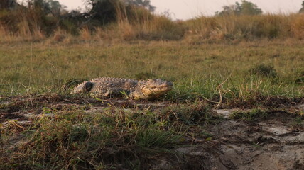Crocodile in Africa - African Safari