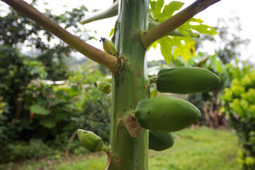 Photo of papaya plant with growing fruits. Concept of trees and plants, fruits, nature.