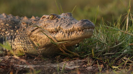 Crocodile in Africa - African Safari